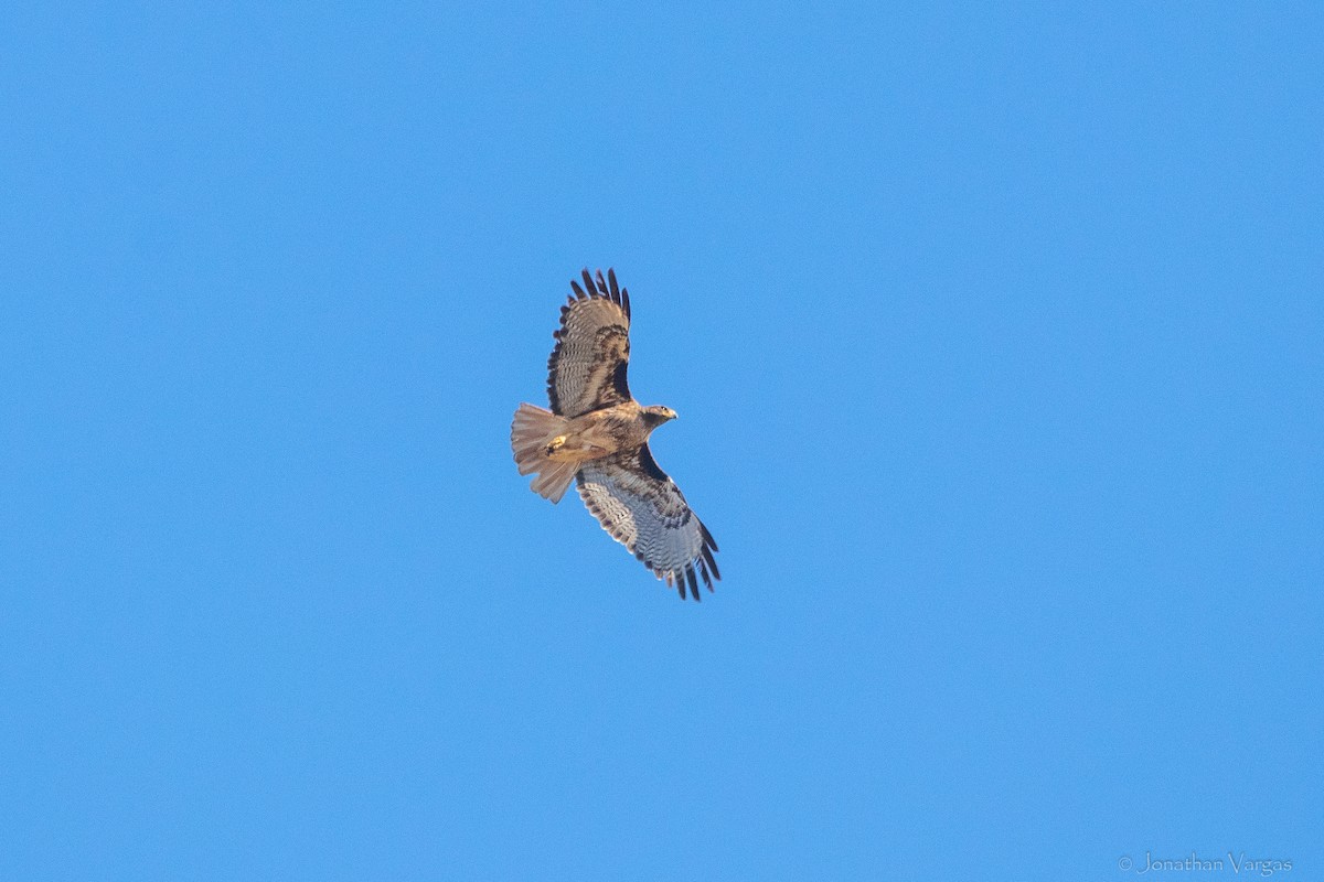 Red-tailed Hawk (fumosus) - ML619381233