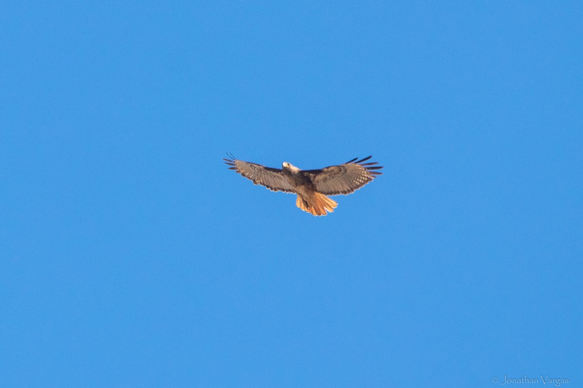 Red-tailed Hawk (fumosus) - Jonathan Vargas