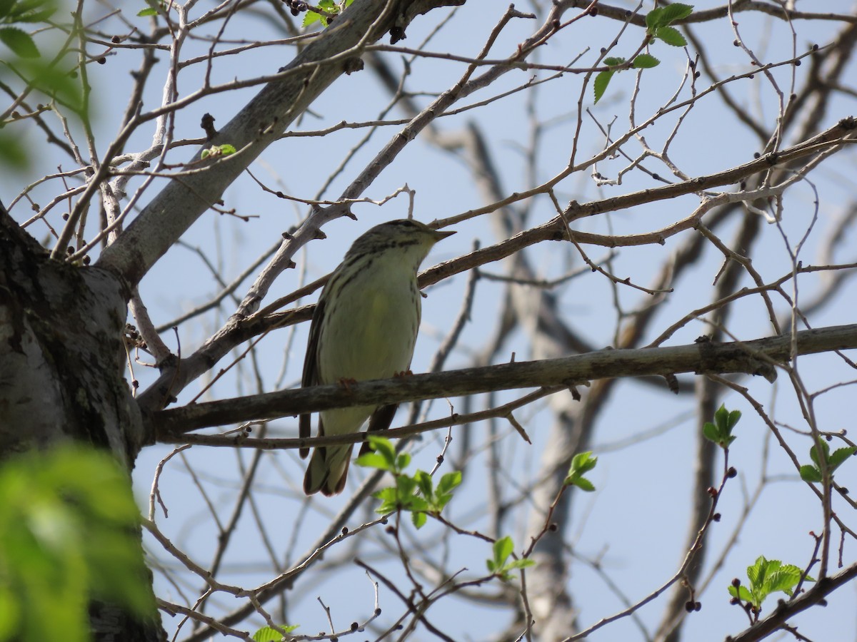 Blackpoll Warbler - Kerry Hjertaas