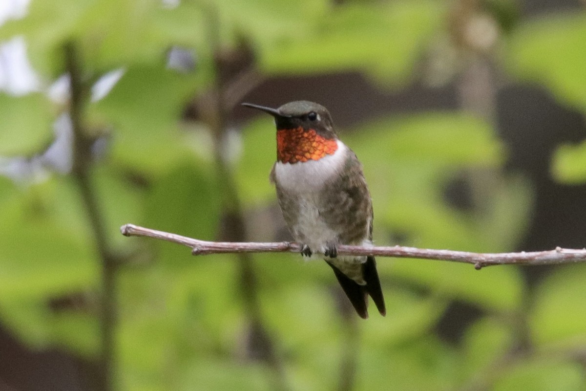 Ruby-throated Hummingbird - ML619381246