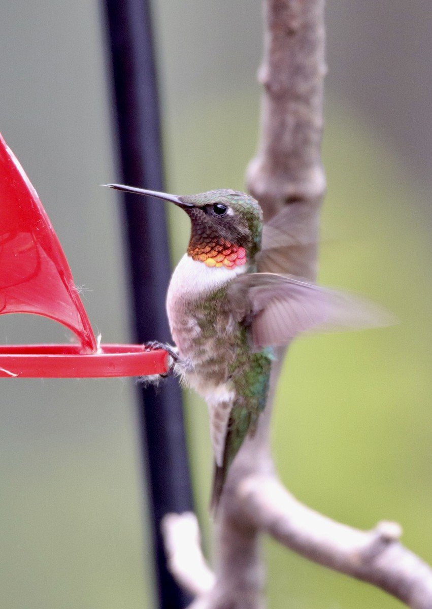 Ruby-throated Hummingbird - ML619381247