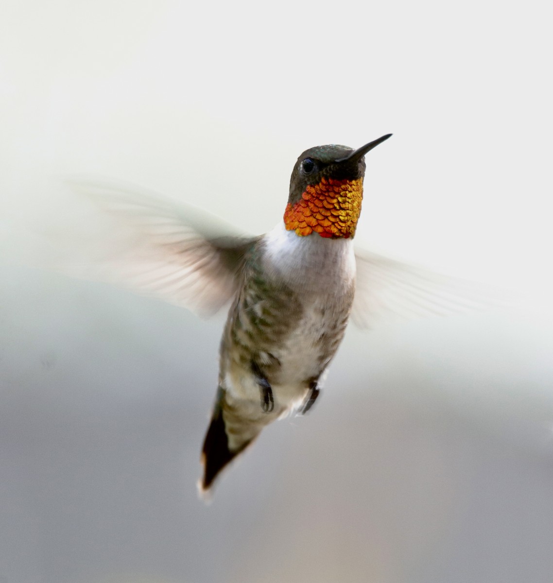 Ruby-throated Hummingbird - Jay & Judy Anderson