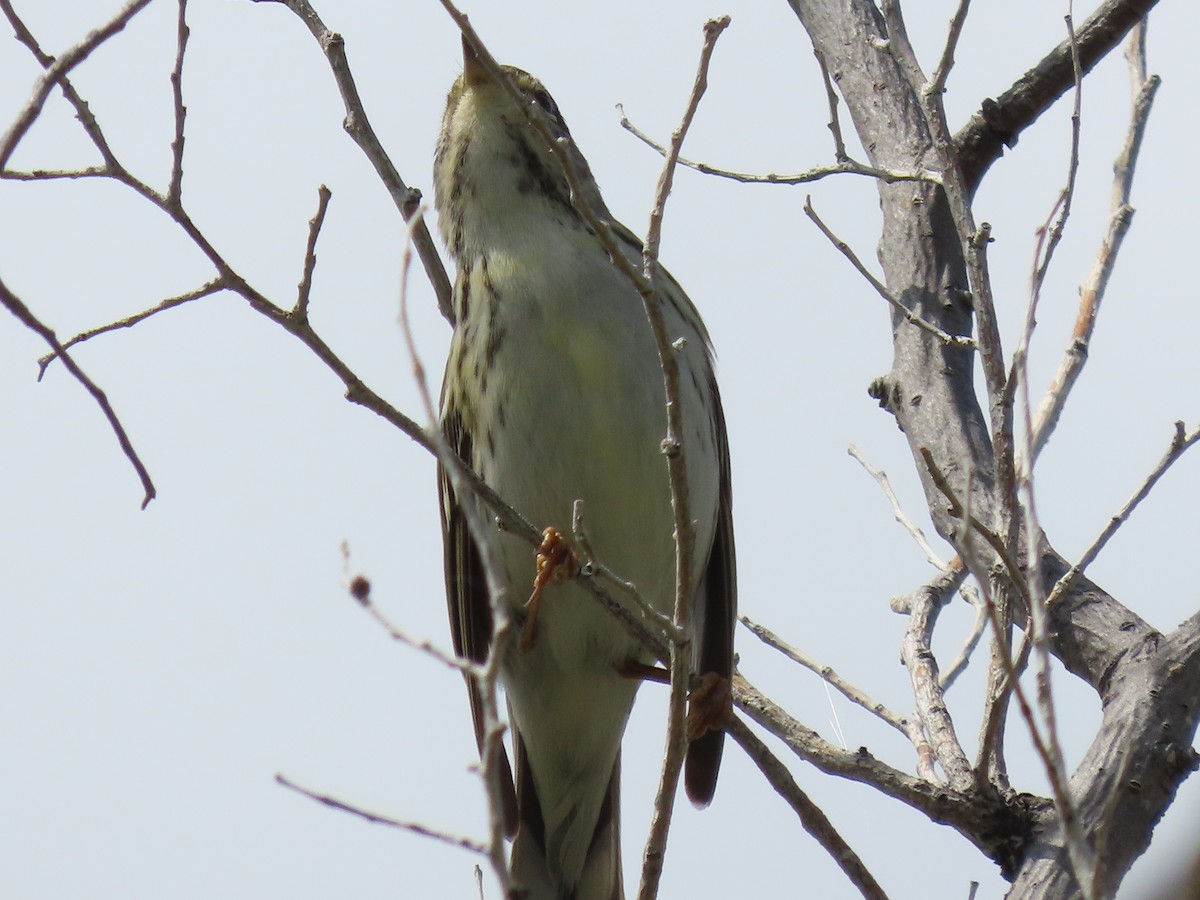 Blackpoll Warbler - Kerry Hjertaas