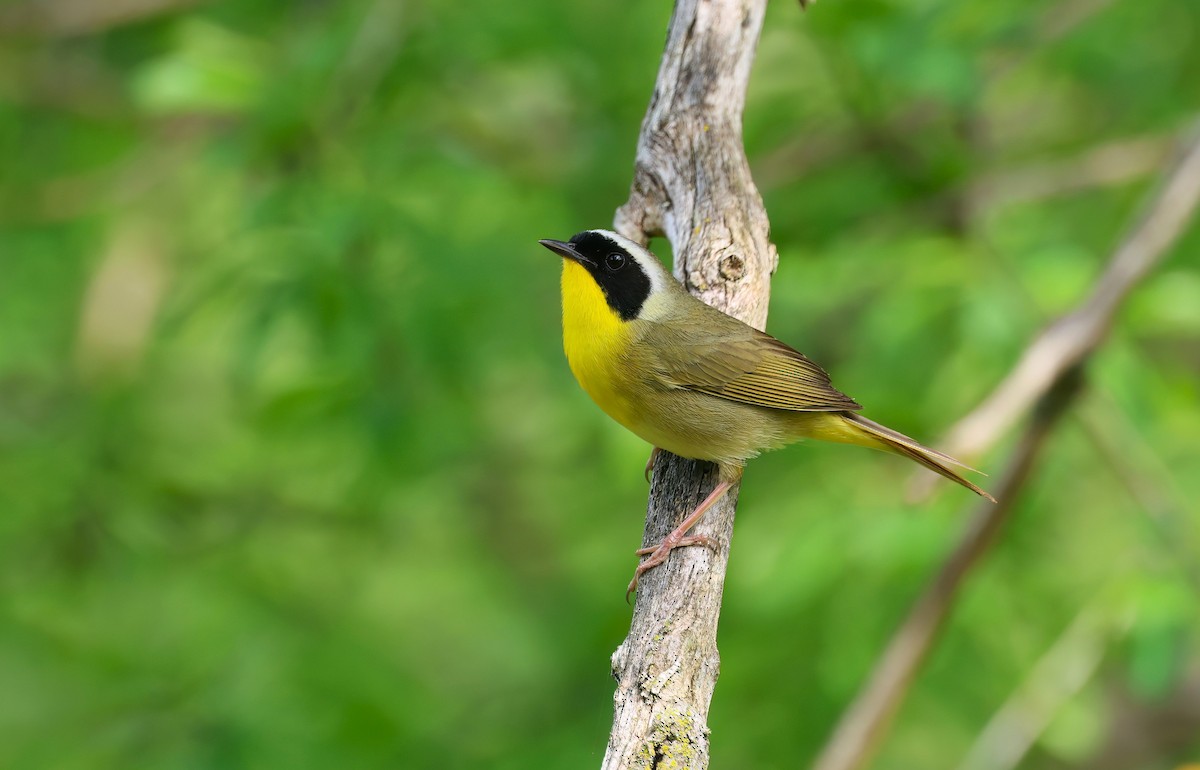 Common Yellowthroat - Channa Jayasinghe