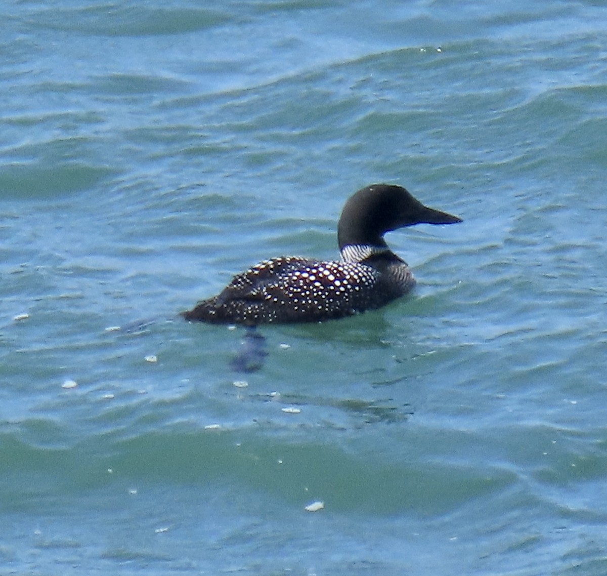 Common Loon - George Chrisman