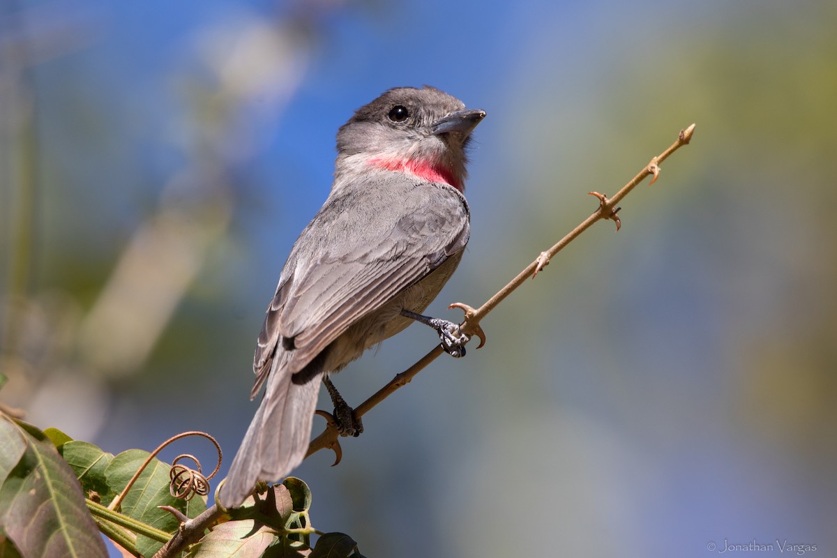 Rose-throated Becard - Jonathan Vargas