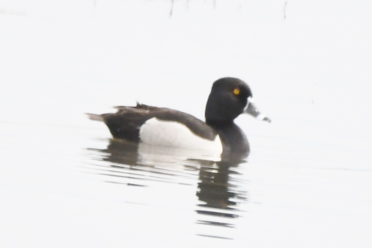 Ring-necked Duck - Cathryn Dippo