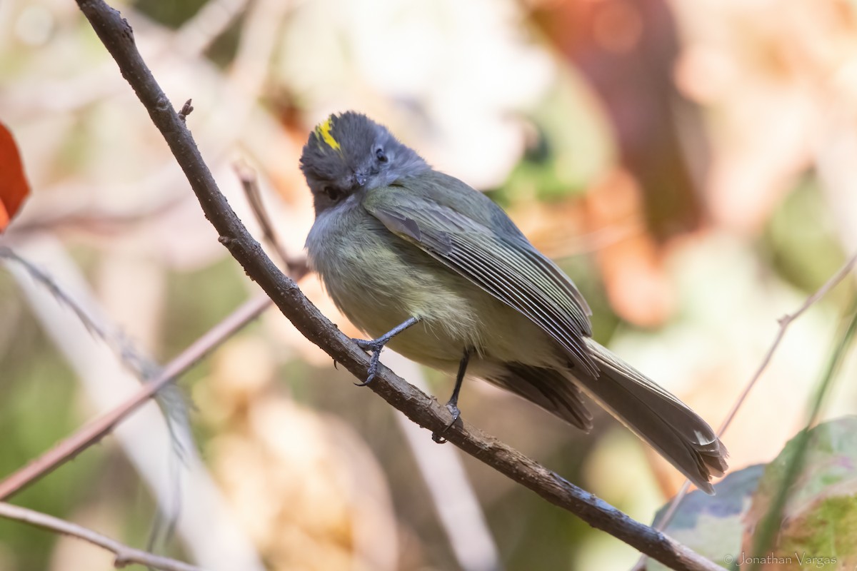 Greenish Elaenia - Jonathan Vargas