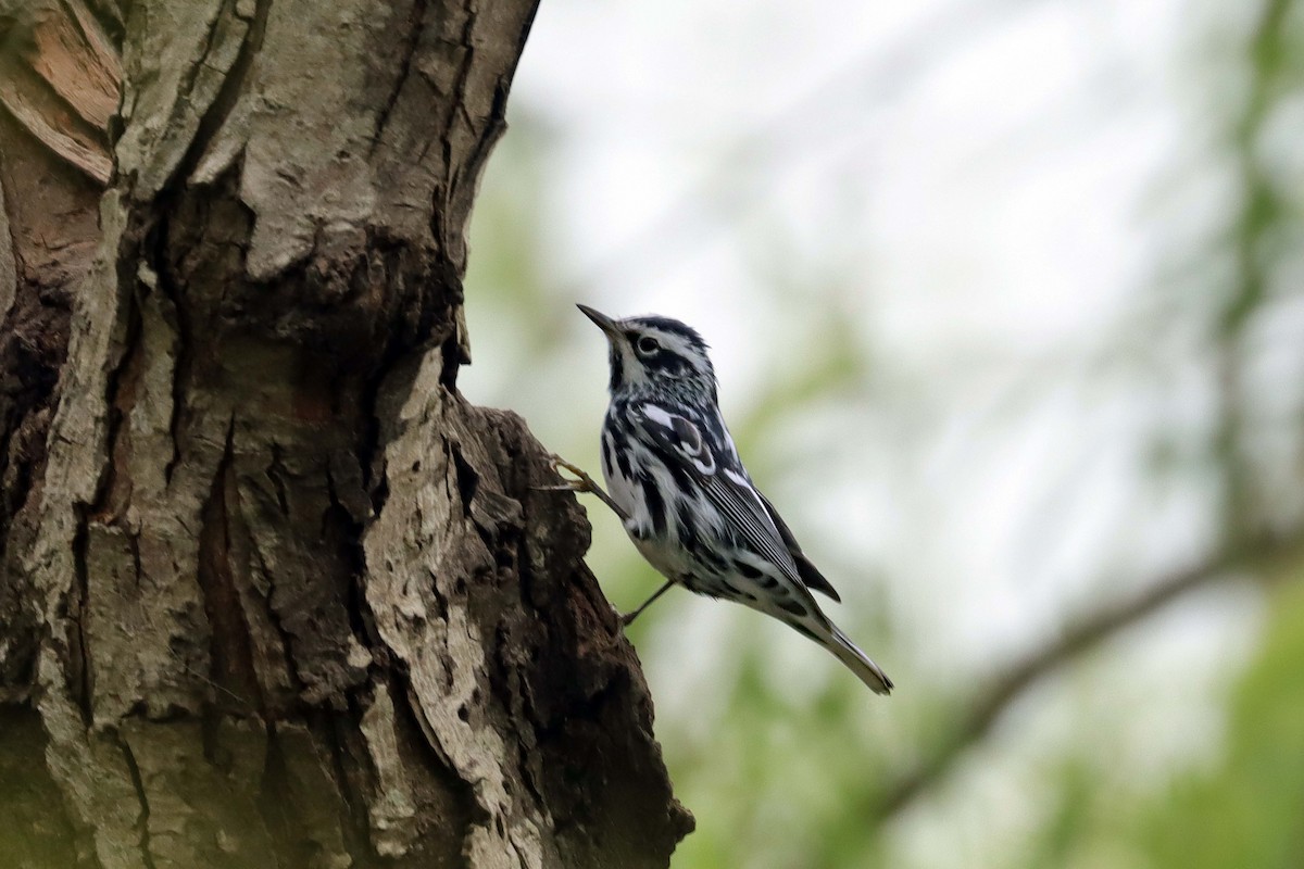 Black-and-white Warbler - Arthur Krasniewicz