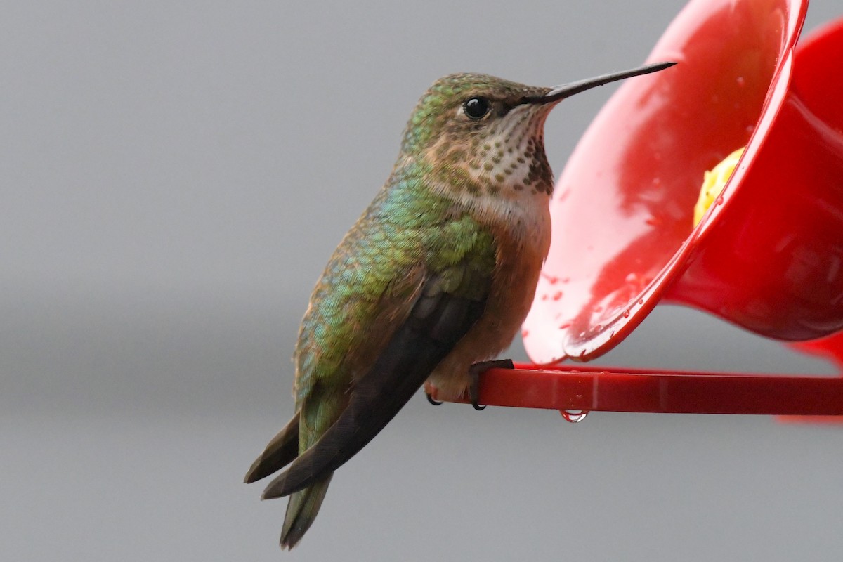 Rufous Hummingbird - Kelly Kirkpatrick