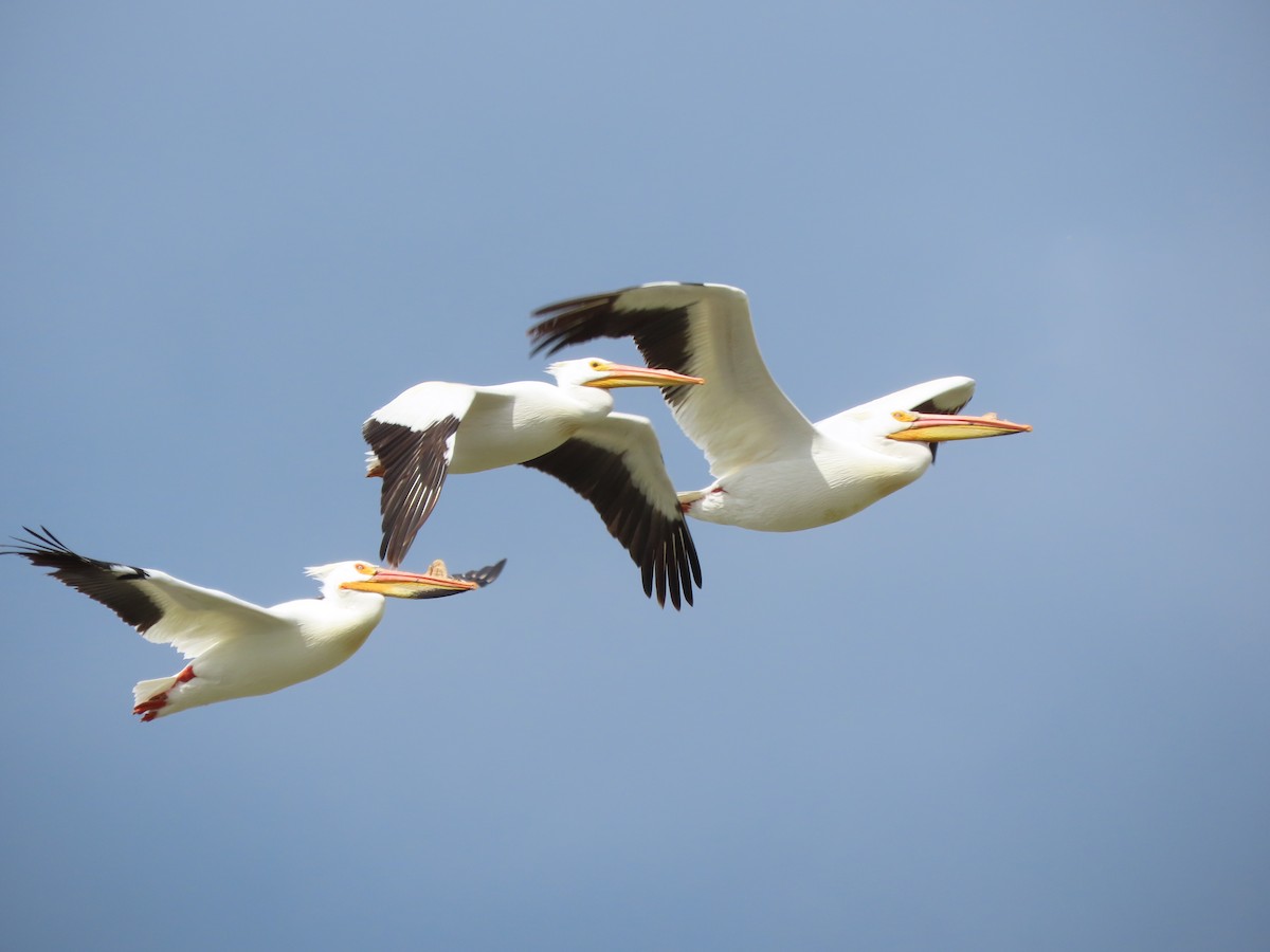 American White Pelican - Kerry Hjertaas