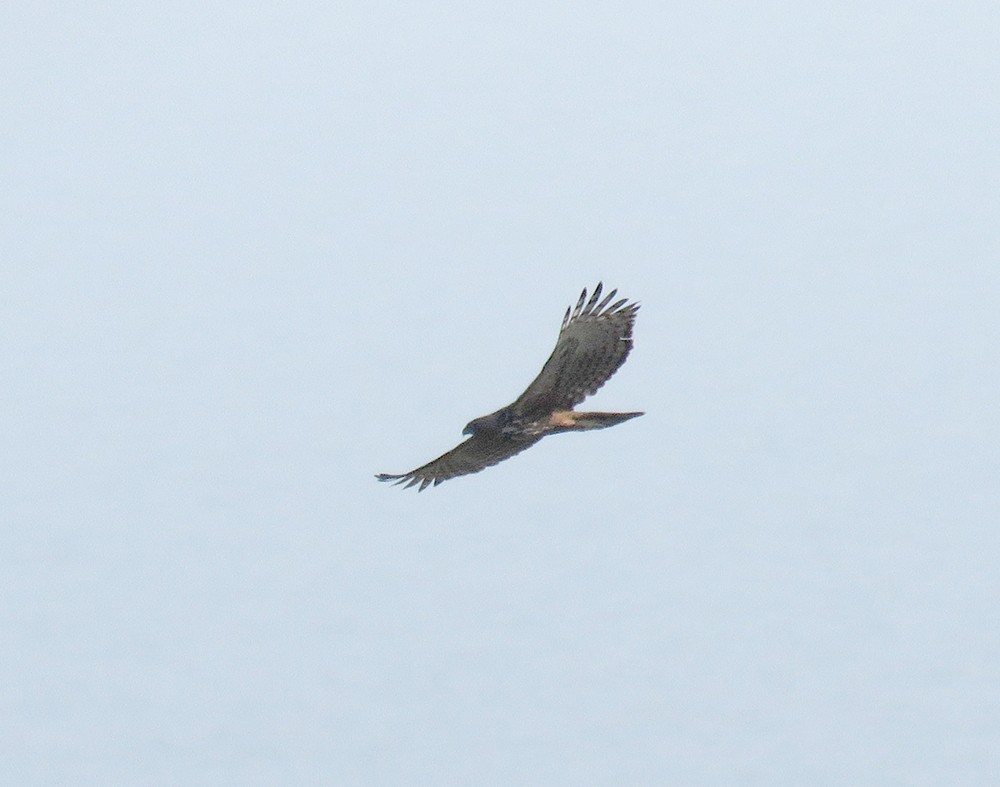 Changeable Hawk-Eagle - Rohan Chakravarty