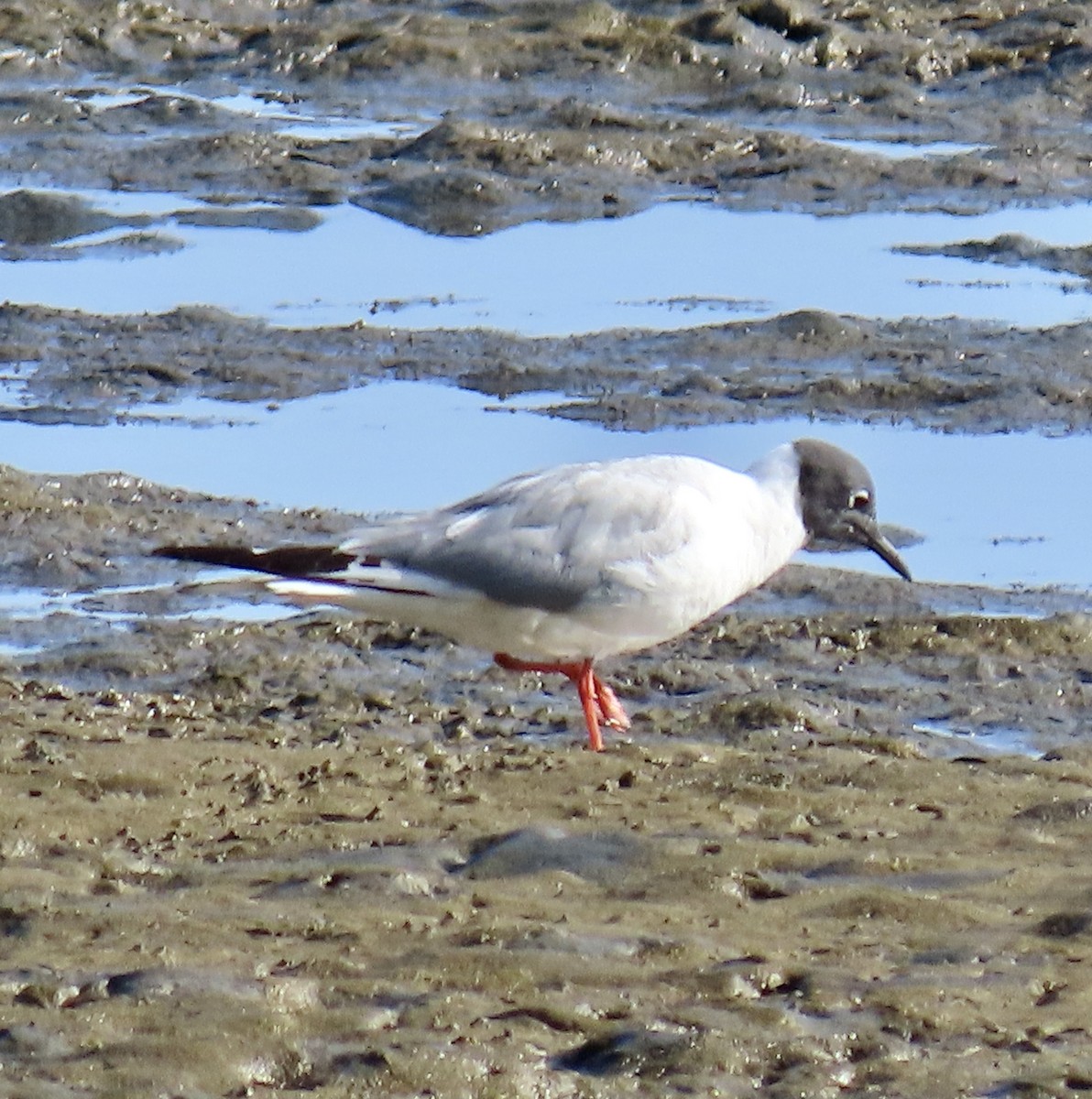 Mouette de Bonaparte - ML619381331