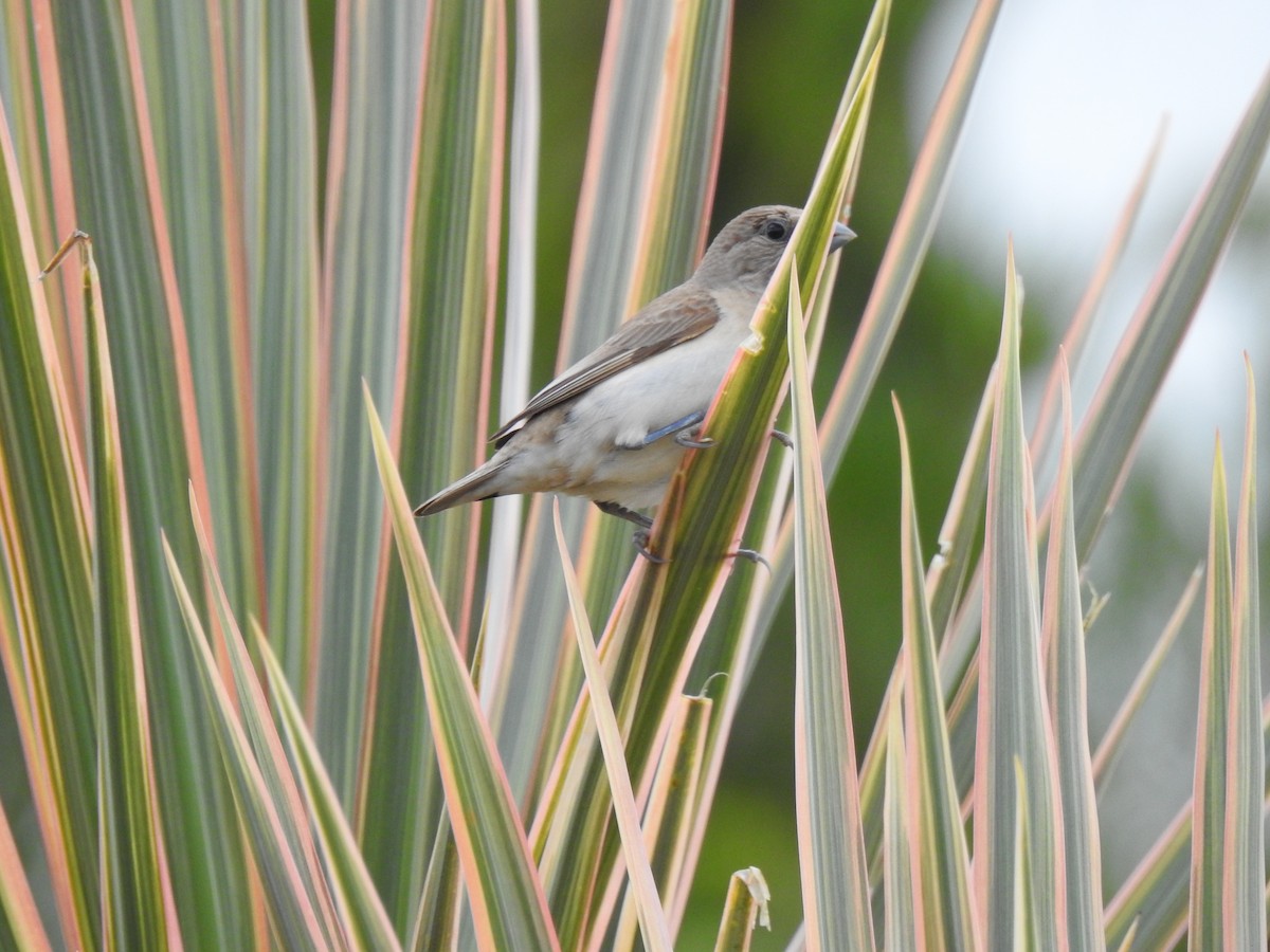 Chestnut-breasted Munia - Monica Mesch