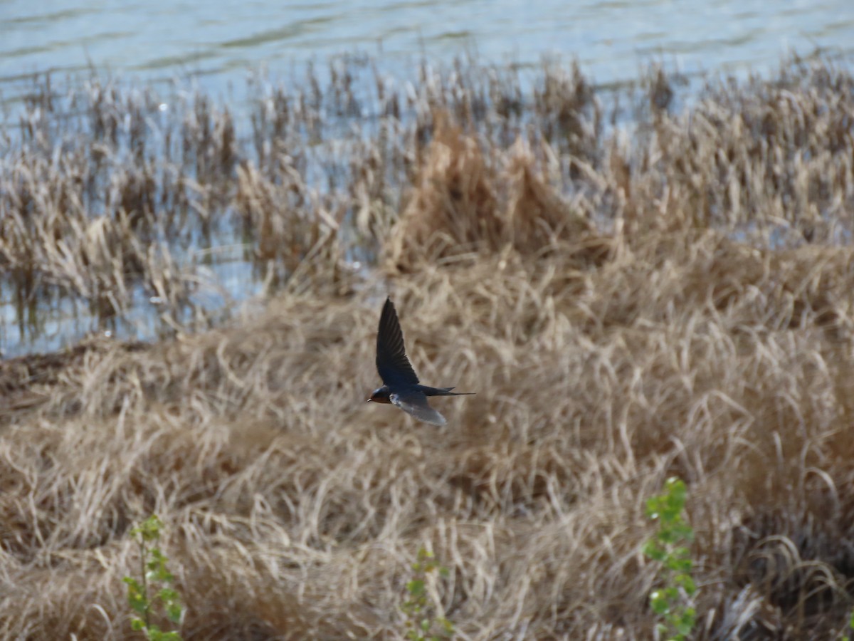 Barn Swallow - Kerry Hjertaas