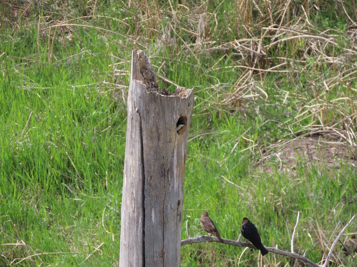 Tree Swallow - Kerry Hjertaas