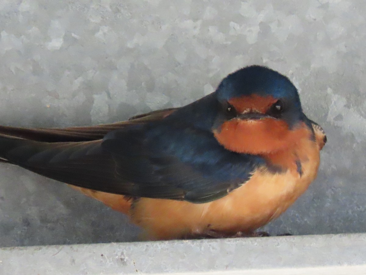 Barn Swallow - Kerry Hjertaas