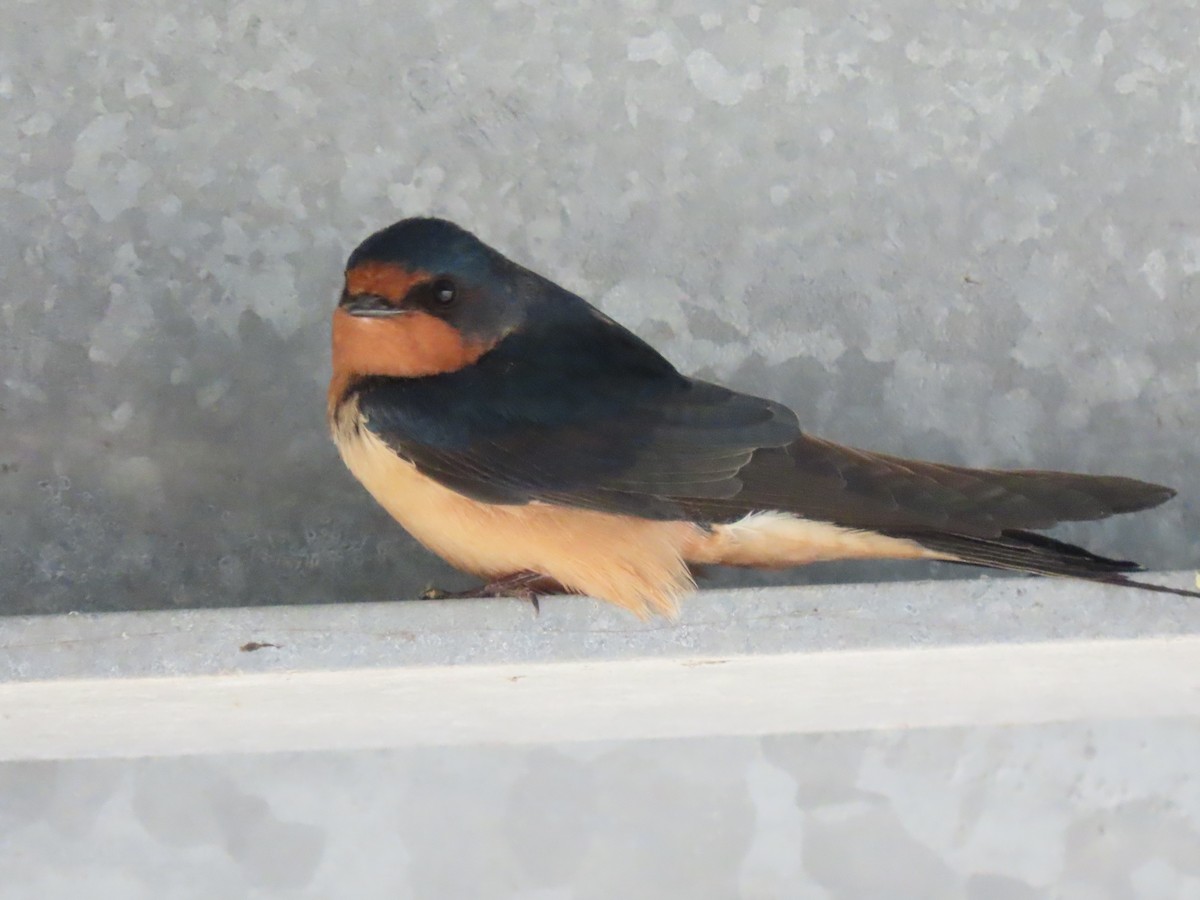 Barn Swallow - Kerry Hjertaas