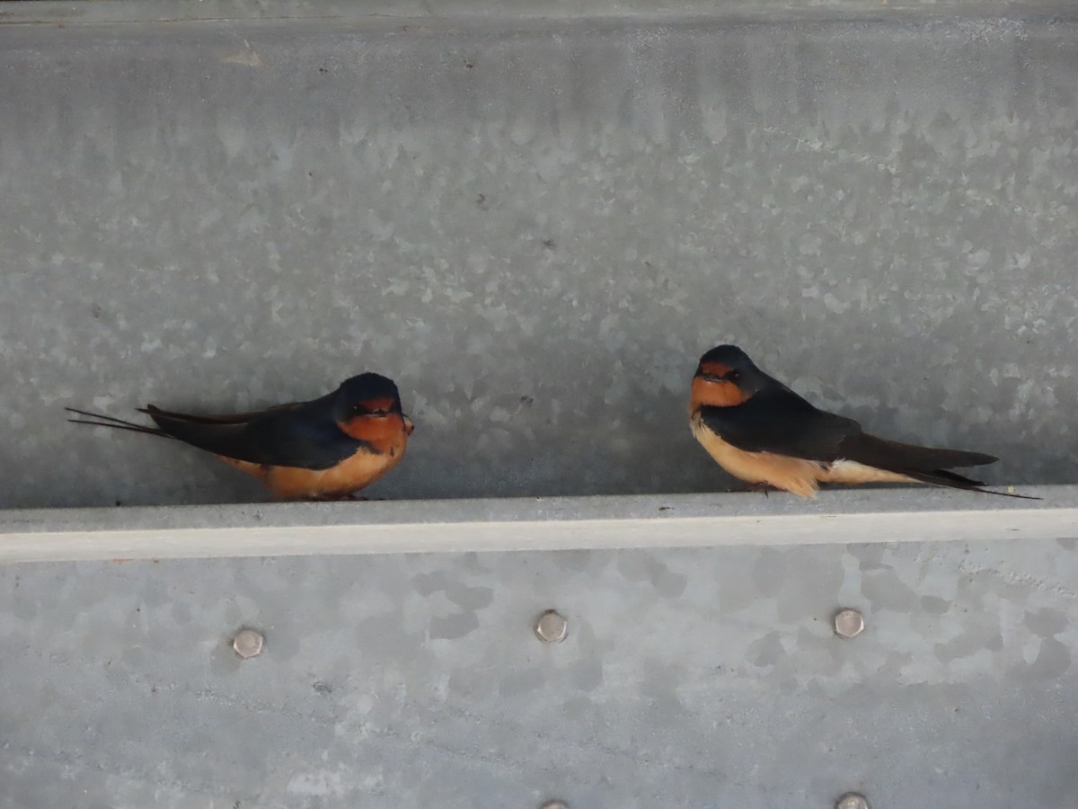 Barn Swallow - ML619381356