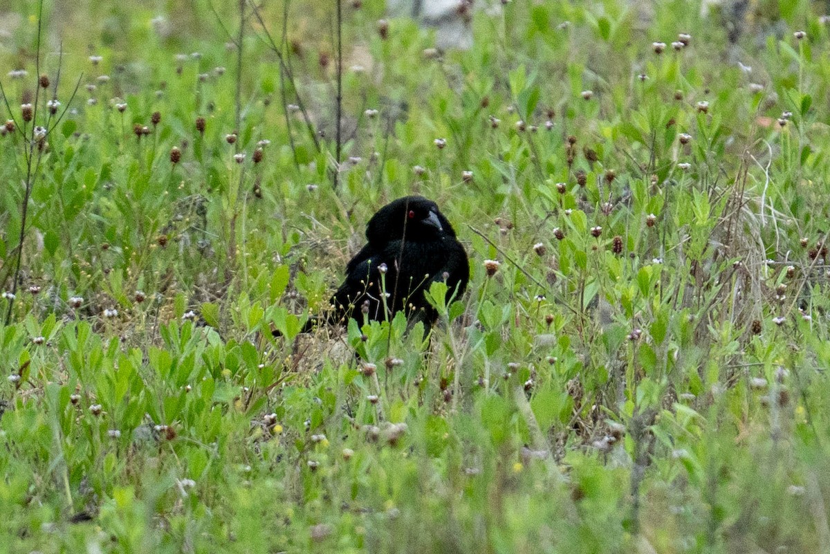 Bronzed Cowbird - Yaodi F