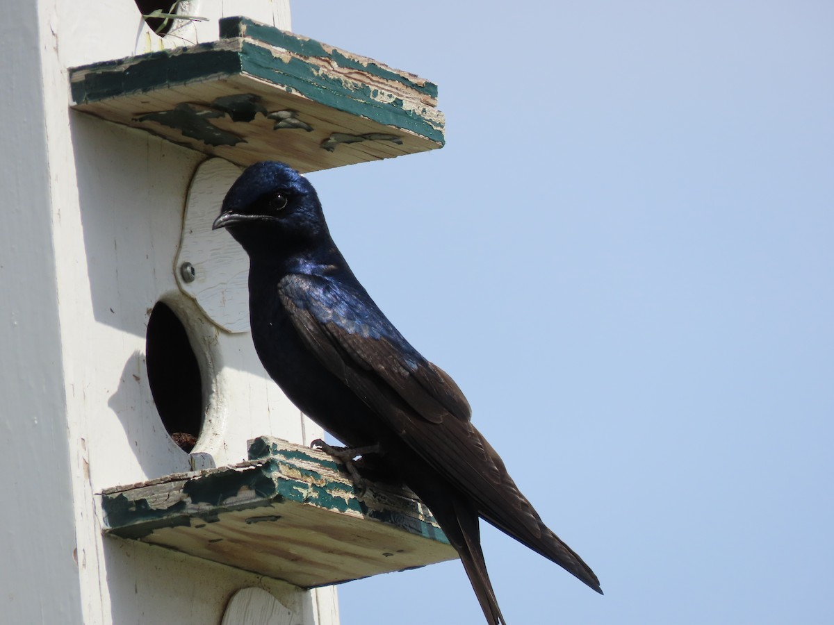 Purple Martin - Kerry Hjertaas