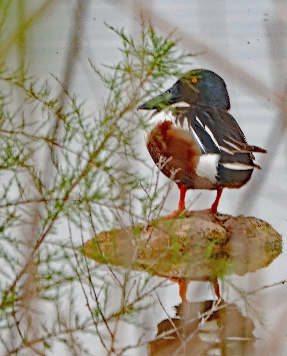 Canard souchet - ML619381361