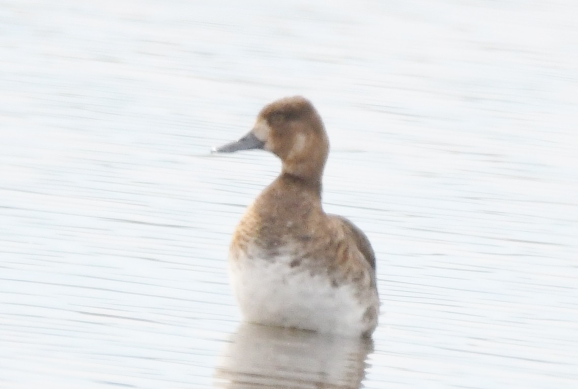 Lesser Scaup - Cathryn Dippo