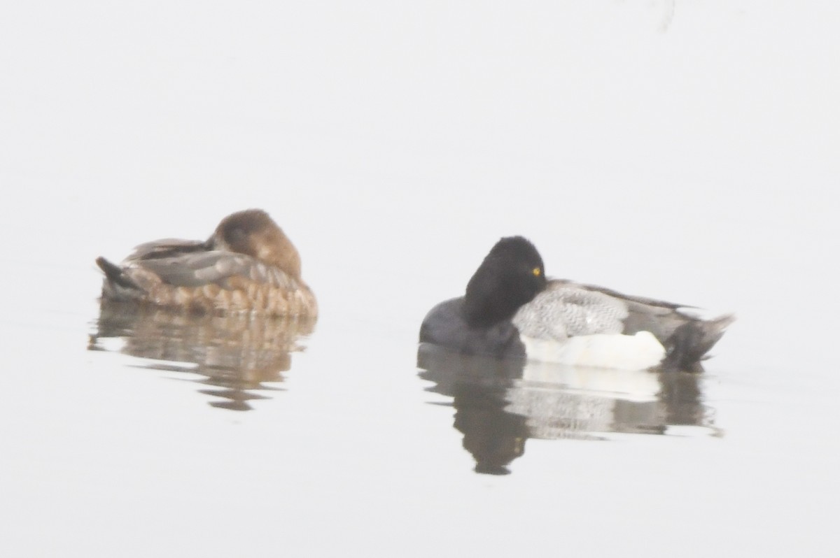 Lesser Scaup - Cathryn Dippo