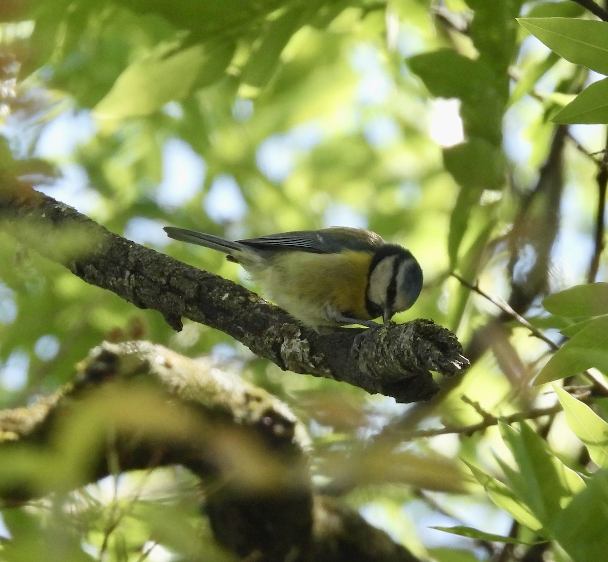 Eurasian Blue Tit - Beth Bruckheimer