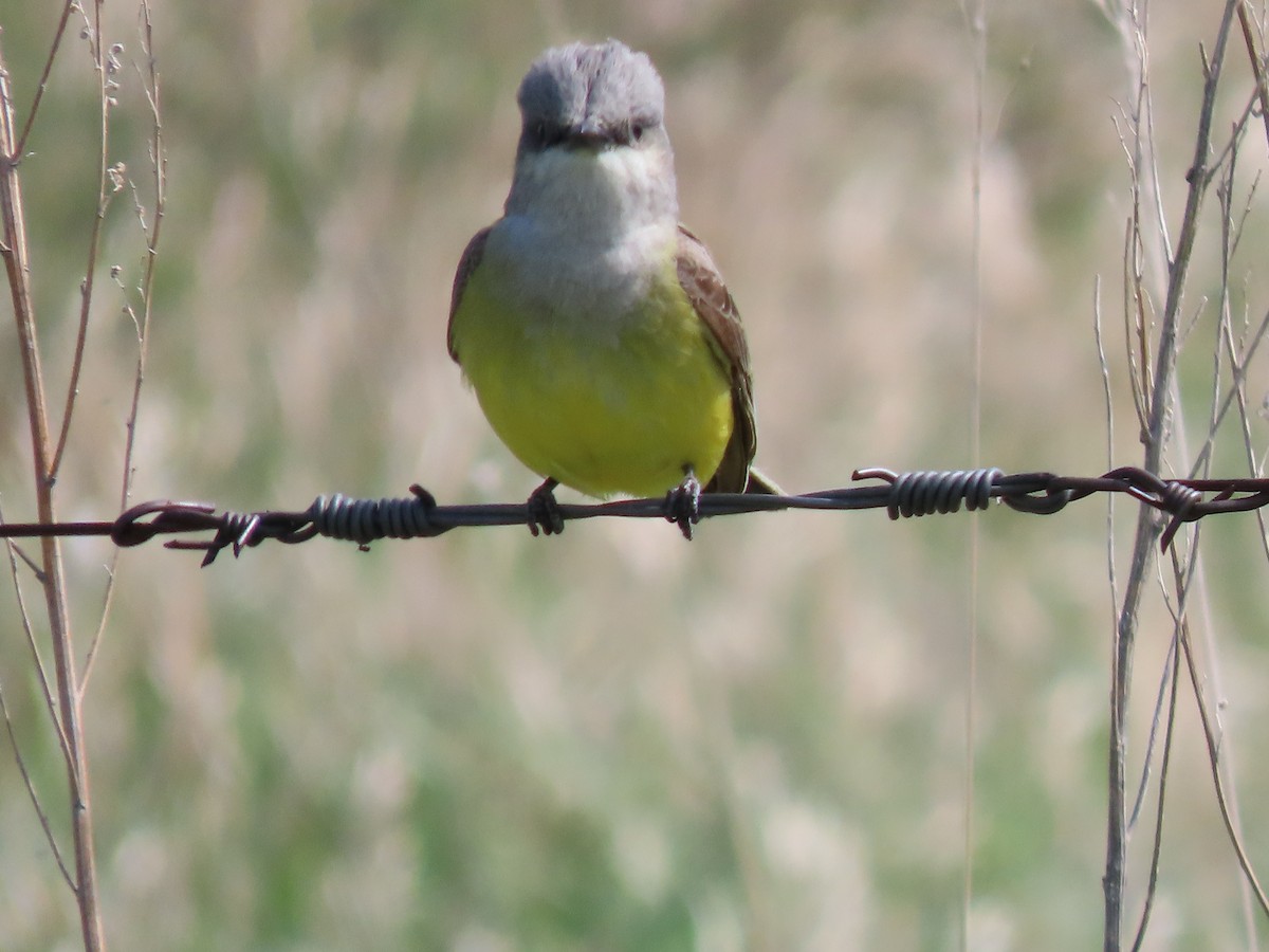 Western Kingbird - ML619381379