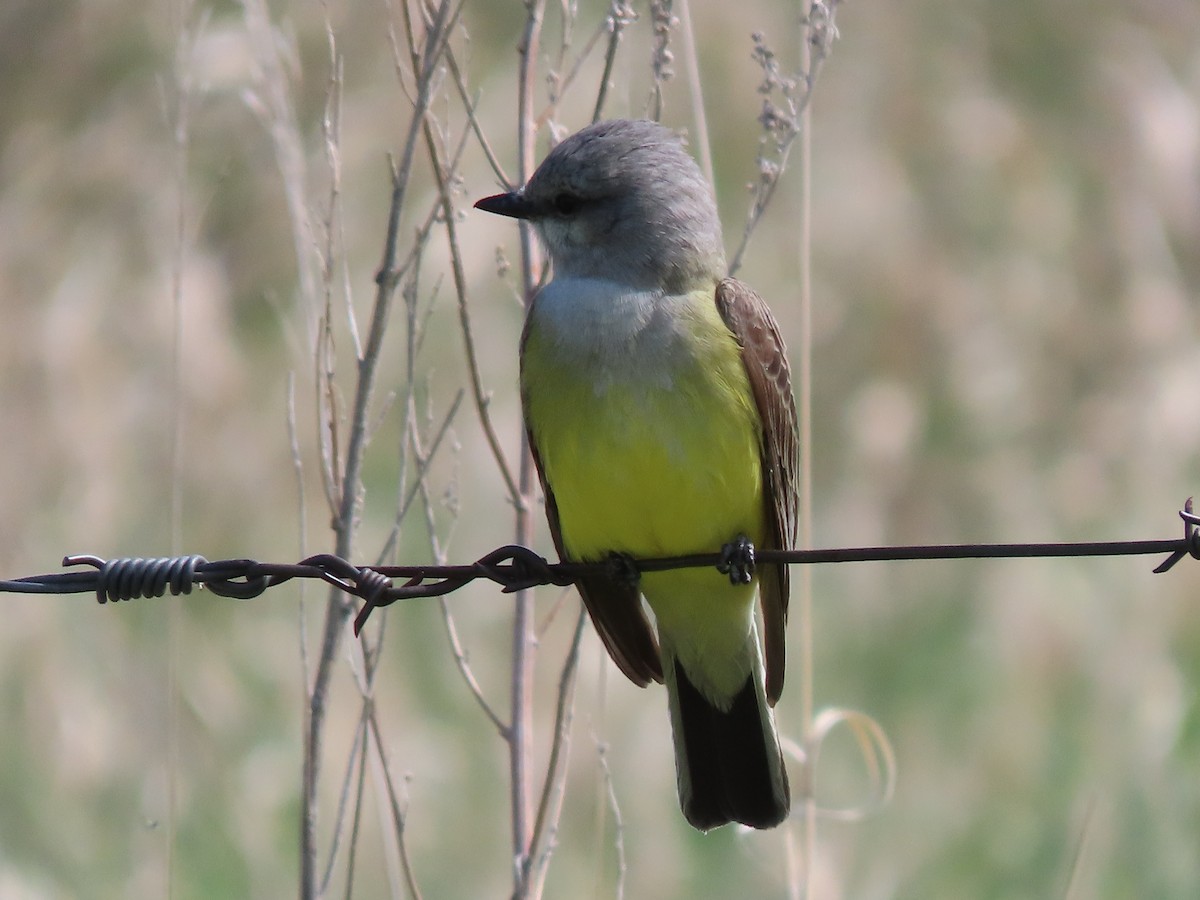 Western Kingbird - ML619381380