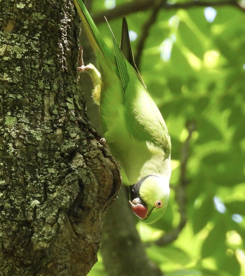 Rose-ringed Parakeet - Beth Bruckheimer