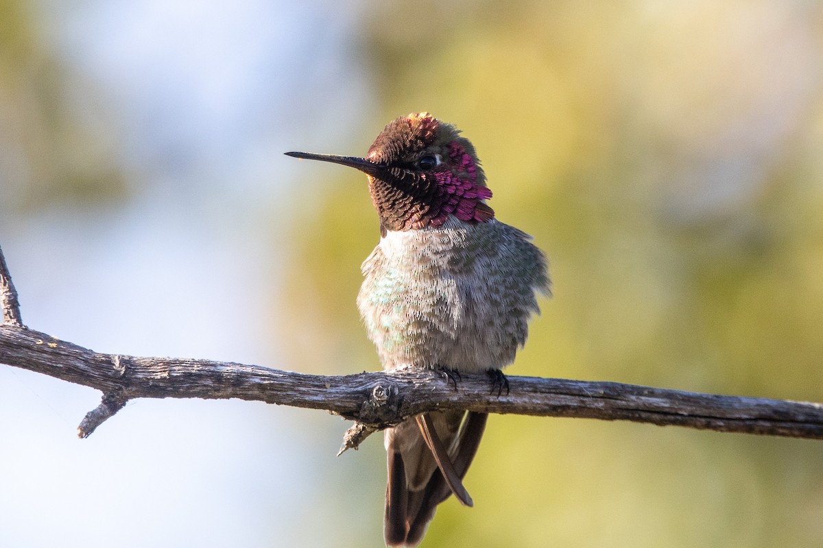 Anna's Hummingbird - Tristan Yoo