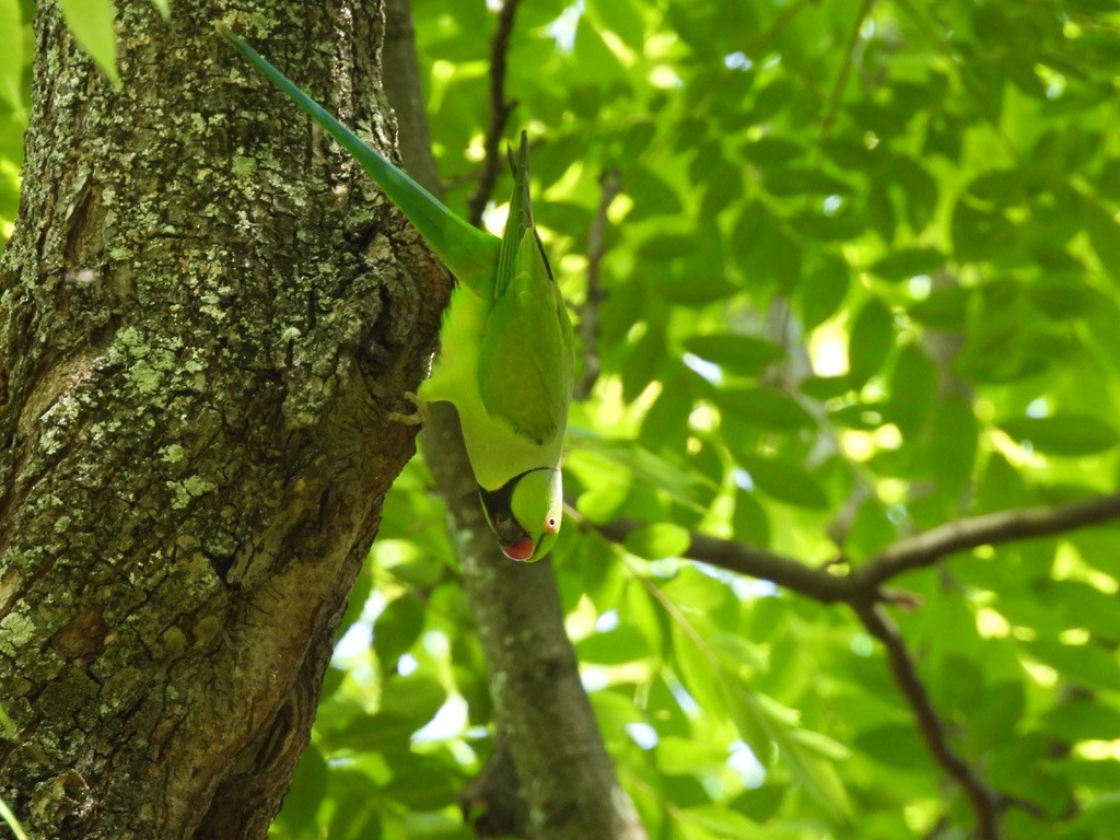 Rose-ringed Parakeet - Beth Bruckheimer