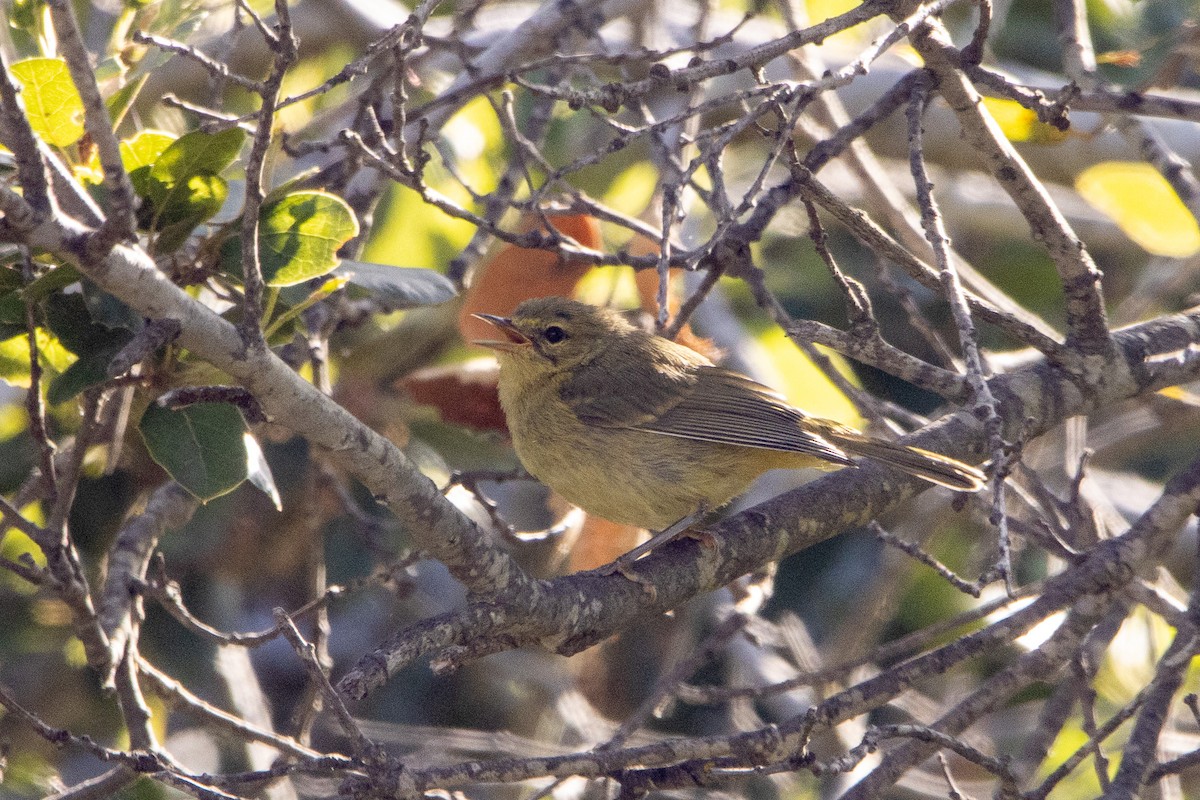 Orange-crowned Warbler - Tristan Yoo