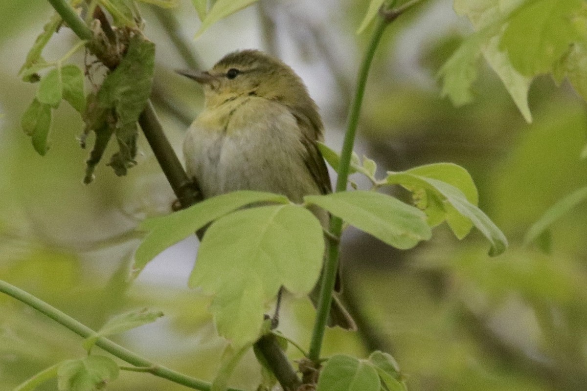 Tennessee Warbler - Jay & Judy Anderson