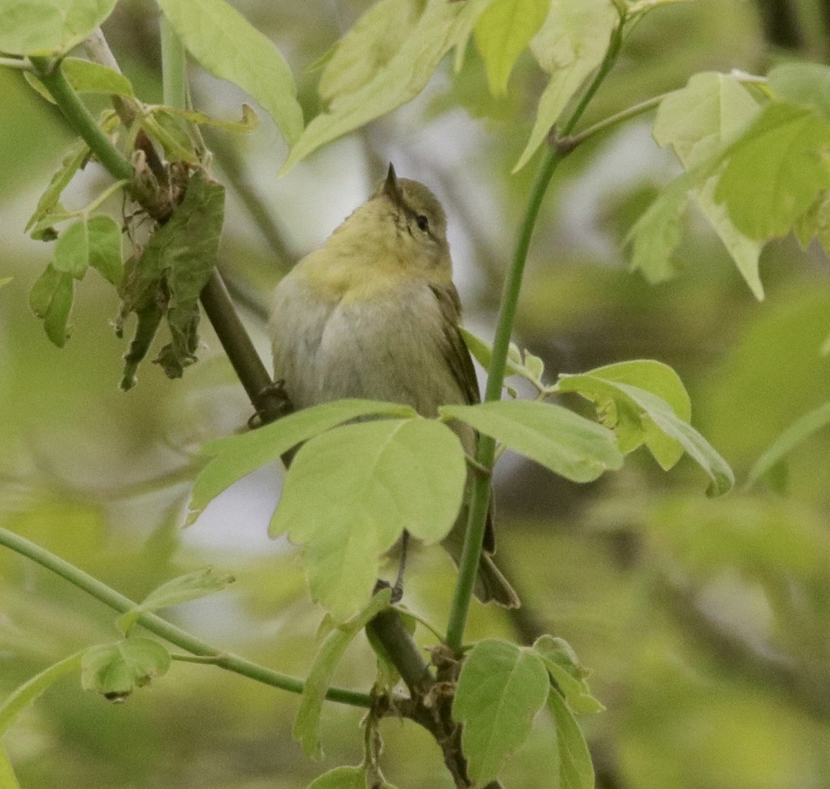 Tennessee Warbler - Jay & Judy Anderson