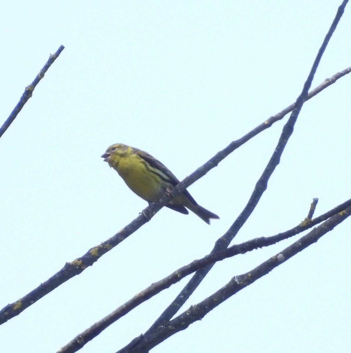 European Serin - Beth Bruckheimer