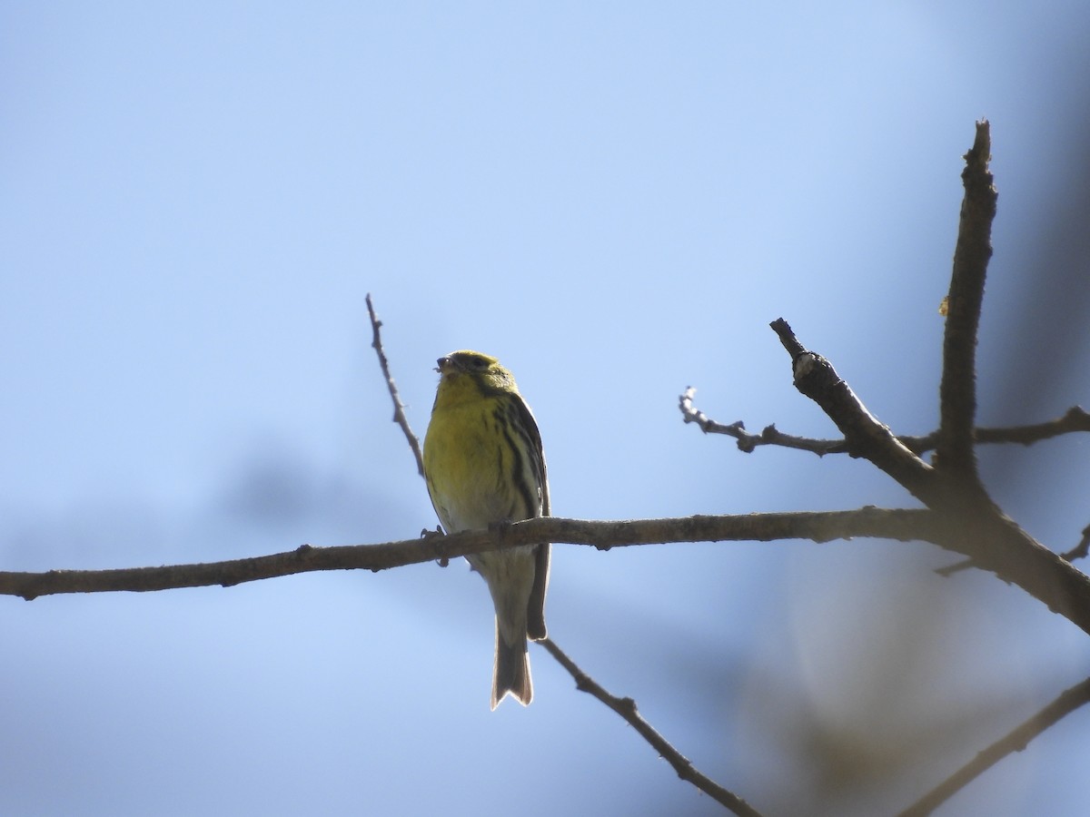 European Serin - Beth Bruckheimer