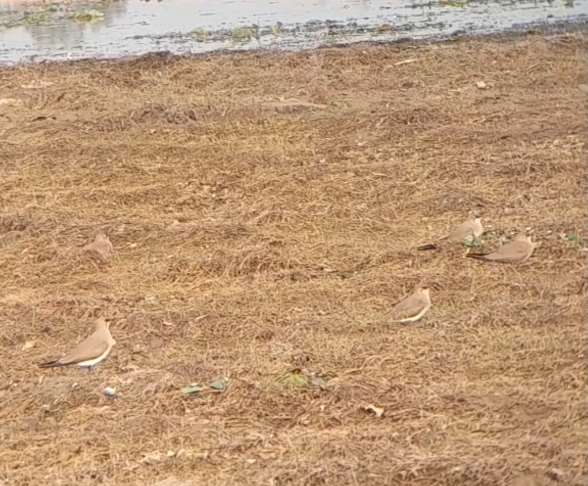 Collared Pratincole - Abhi D