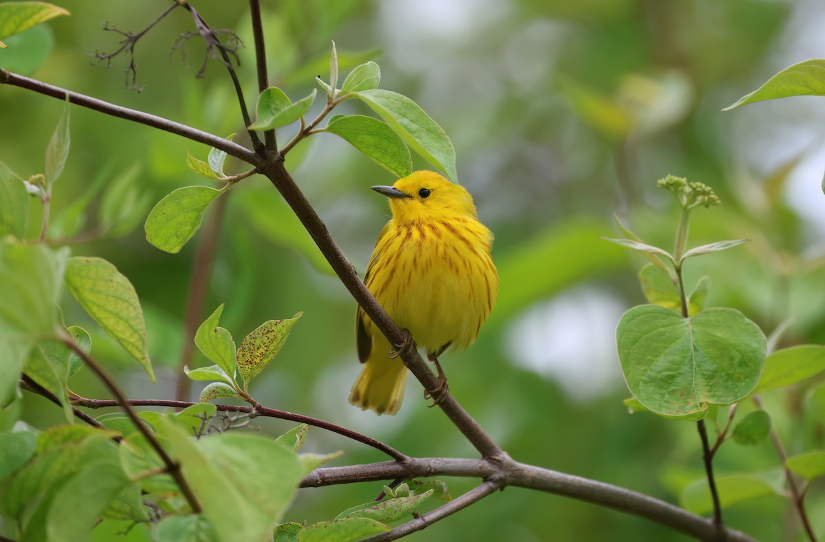 Yellow Warbler - Channa Jayasinghe