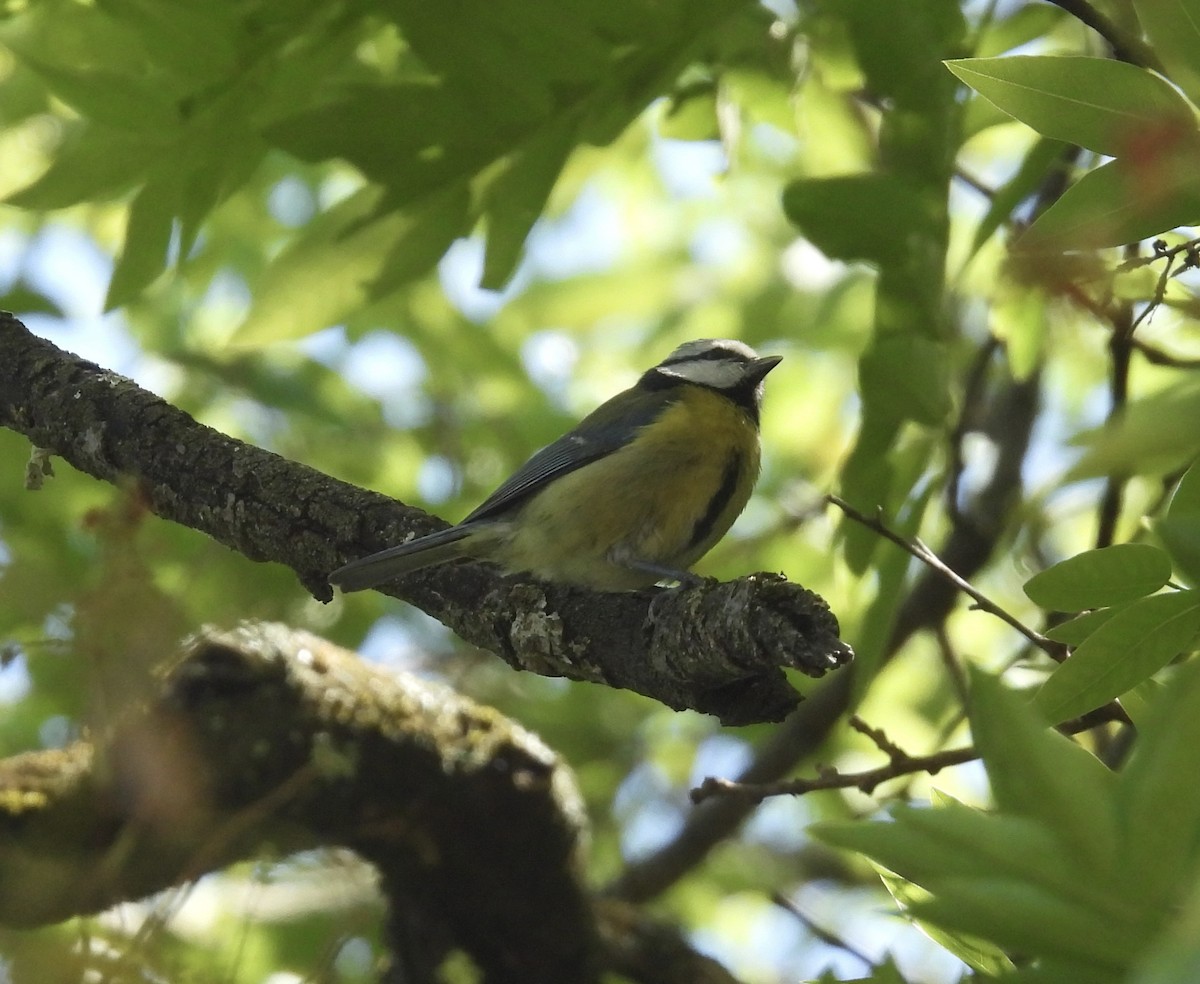 Eurasian Blue Tit - Beth Bruckheimer