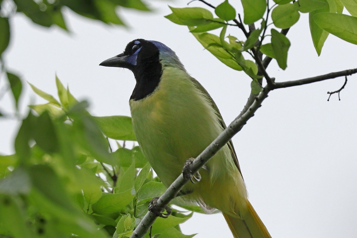 Green Jay - ML619381421