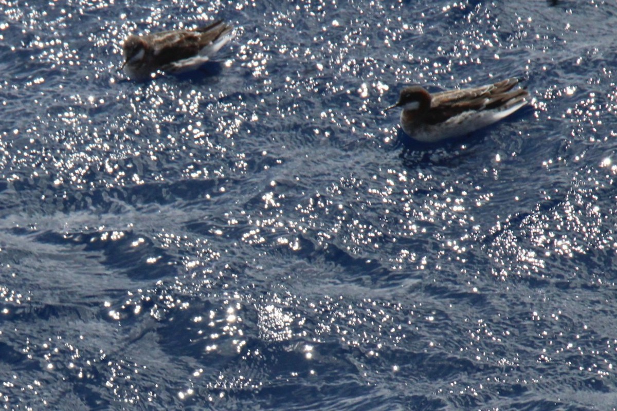 Red-necked Phalarope - Jedediah Smith