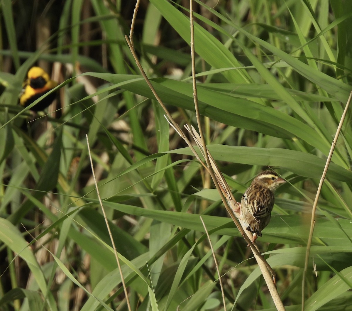 Yellow-crowned Bishop - ML619381430