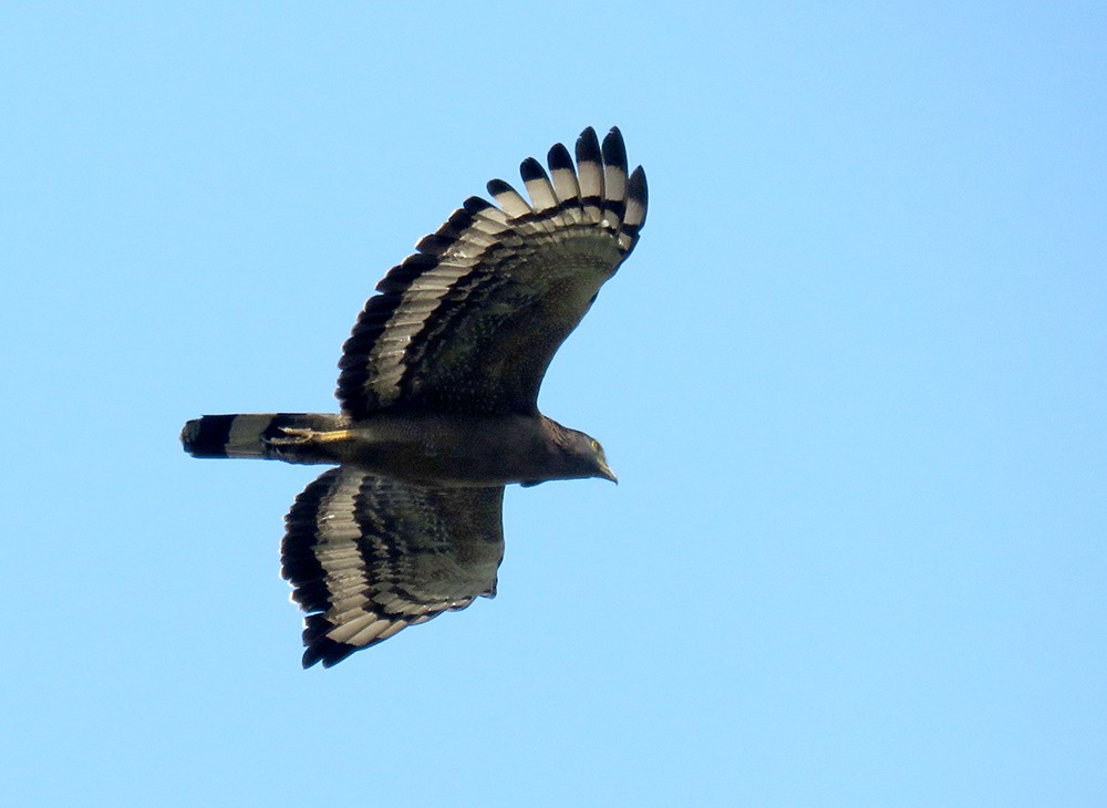 Oriental Honey-buzzard - ML619381437