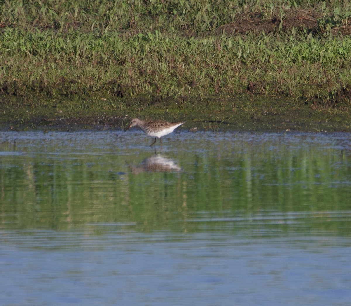 White-rumped Sandpiper - ML619381443