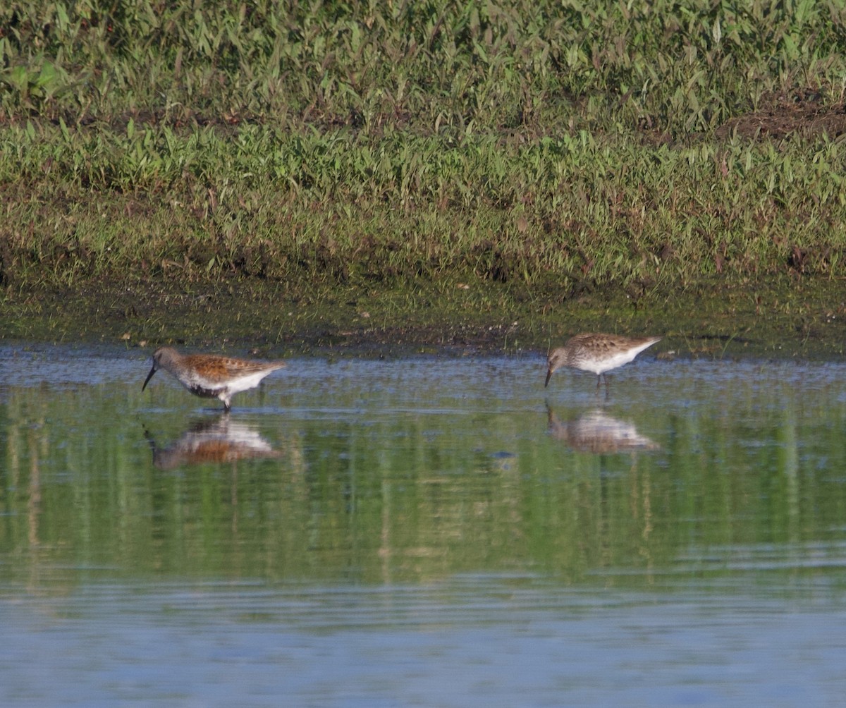 White-rumped Sandpiper - ML619381444