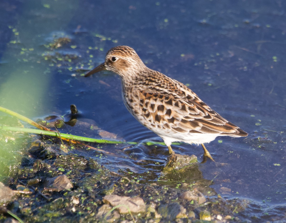 Least Sandpiper - ML619381465