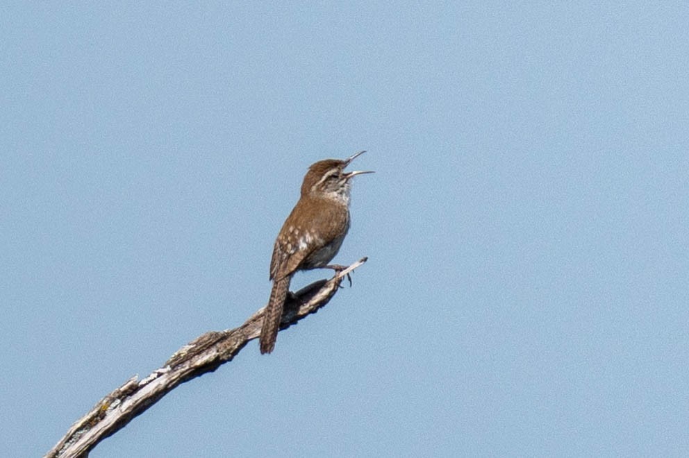 Bewick's Wren - ML619381468